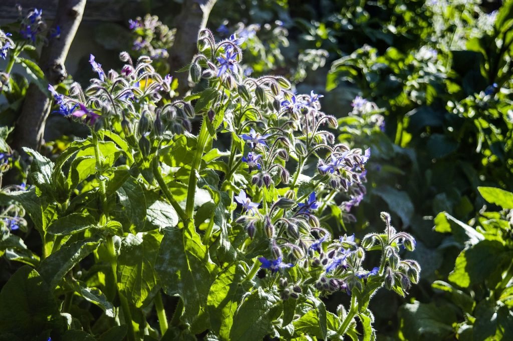 nature-6020065_1280-1024x681